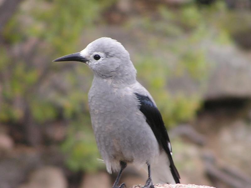 Clarks Nuthatch.JPG