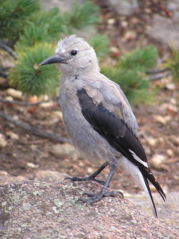 Clarks Nuthatch  p8.JPG