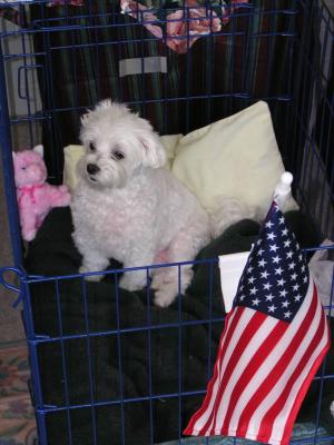 patriotic pup.JPG