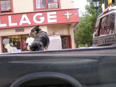 Dog in truck - Estes Park CO.JPG