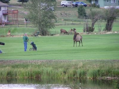 8Elk on Golf course - Estes Park CO. p3.JPG