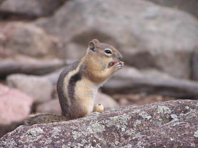 Chipmunk chowing down on peanut  p2.JPG