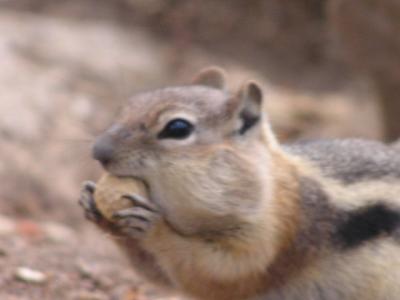 Chubby Cheek Chipmunk up close.JPG