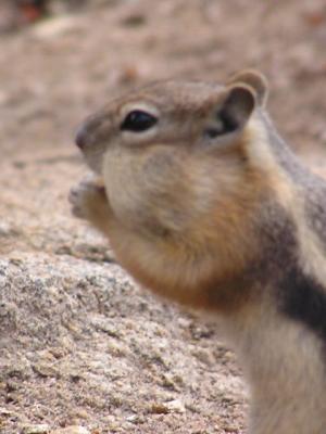 Chubby Cheeked Chipmunk.JPG