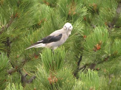 Clarks Nuthatch  p3.JPG