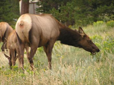 Elk in Estes Park CO. p2.JPG