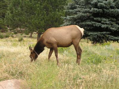 Elk in Estes Park CO. p7.JPG