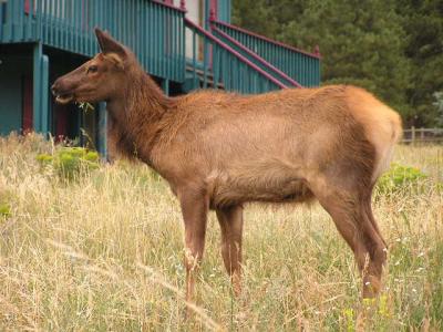 Elk in Estes Park CO. p10.JPG