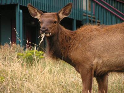 Elk in Estes Park CO. p12.JPG