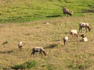 Elk on  Trail Ridge Road mountain  p7.JPG