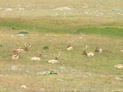 Elk on  Trail Ridge Road mountain  p11.JPG