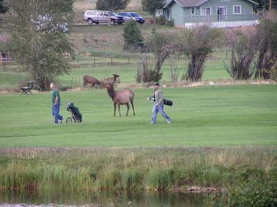 Elk on Golf course - Estes Park CO.  p2.JPG