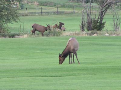 Elk on Golf course - Estes Park CO.  p4.JPG