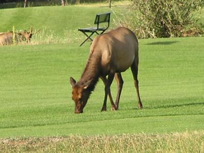 Elk on Golf course - Estes Park CO.  p5.JPG