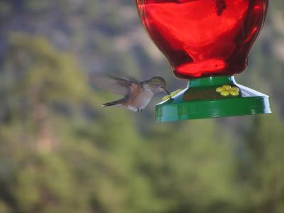 Hummingbird p1 Estes Park CO.JPG