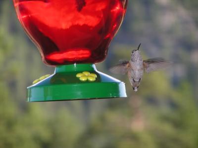 v3/77/498077/3/48963680.Hummingbirdp4EstesParkCO.jpg