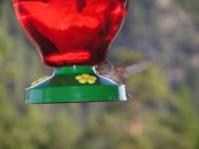 Hummingbird p5  Estes Park CO.JPG