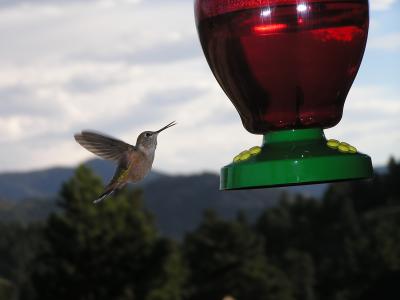 Hummingbird p7  Estes Park CO.JPG