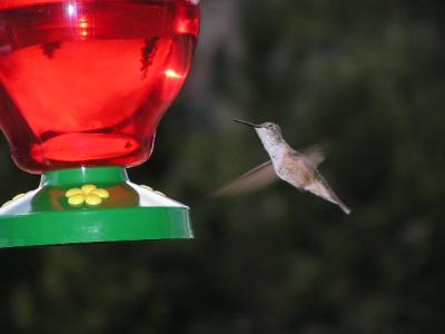 Hummingbird  p11.JPG