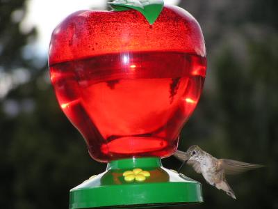 Hummingbird p12.JPG