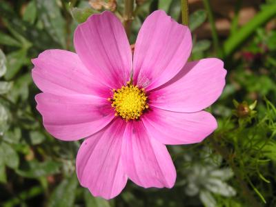 v3/77/498077/3/49002198.FlowersinEstesParkCO.p2.jpg