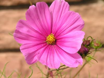 v3/77/498077/3/49002329.FlowersinEstesParkCO.p3.jpg