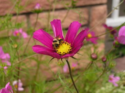v3/77/498077/3/49002451.FlowersinEstesParkCO.p4.jpg
