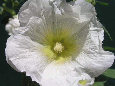 v3/77/498077/3/49002457.FlowersinEstesParkCO.p5.jpg
