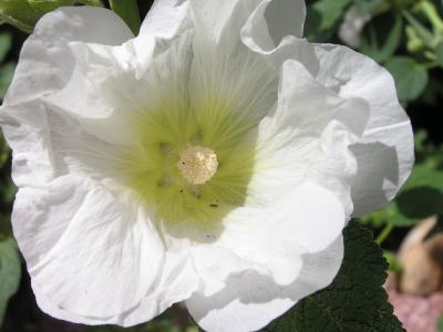 v3/77/498077/3/49002487.FlowersinEstesParkCO.p6.jpg