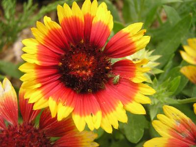 v3/77/498077/3/49002554.FlowersinEstesParkCO.p18.jpg