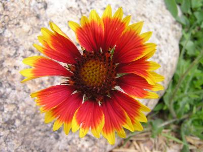 v3/77/498077/3/49002630.FlowersinEstesParkCO.p22.jpg
