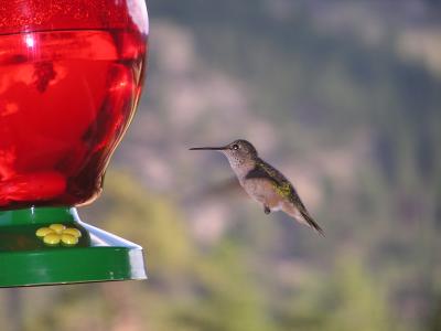 v3/77/498077/3/49003351.Hummingbirdp18EstesParkCO.jpg