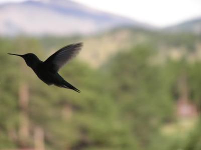 v3/77/498077/3/49003462.Hummingbirdp19EstesParkCO.jpg