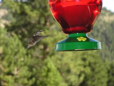 v3/77/498077/3/49003717.Hummingbirdp20EstesParkCO.jpg