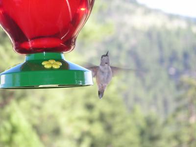 v3/77/498077/3/49019815.Hummingbirdp21EstesParkCO.jpg