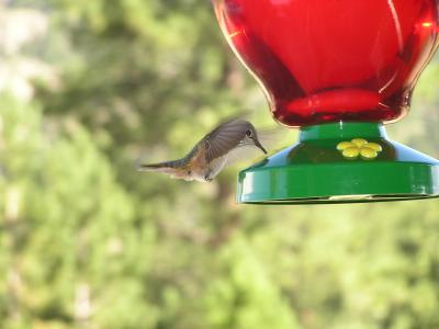 v3/77/498077/3/49019985.Hummingbirdp22EstesParkCO.jpg