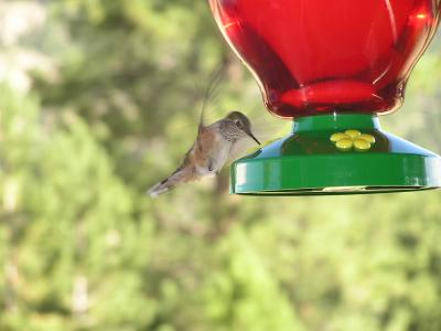 v3/77/498077/3/49020115.Hummingbirdp23EstesParkCO.jpg