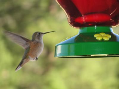 v3/77/498077/3/49020265.Hummingbirdp24EstesParkCO.jpg