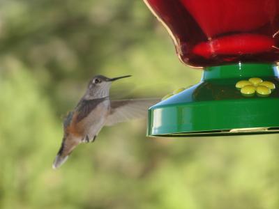 Hummingbird p25  Estes Park CO.JPG