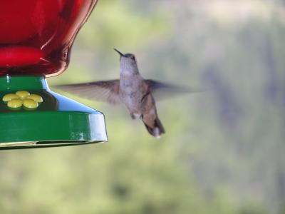 Hummingbird p26  Estes Park CO.JPG