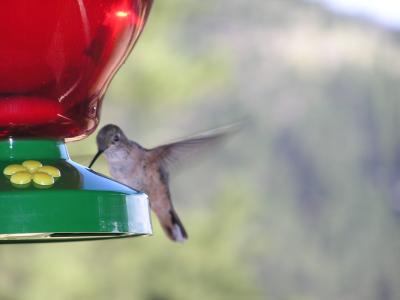 Hummingbird p27  Estes Park CO.JPG