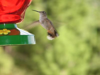 v3/77/498077/3/49020401.Hummingbirdp28EstesParkCO.jpg