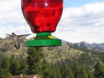 v3/77/498077/3/49021031.Hummingbirdp29EstesParkCO.jpg