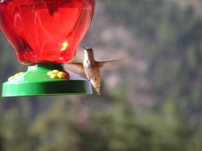 Hummingbird p30  Estes Park CO.JPG