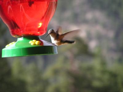 v3/77/498077/3/49021074.Hummingbirdp31EstesParkCO.jpg