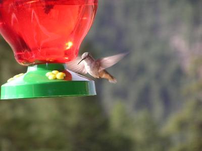 Hummingbird p32  Estes Park CO.JPG