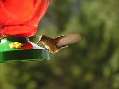v3/77/498077/3/49021201.Hummingbirdp34EstesParkCO.jpg