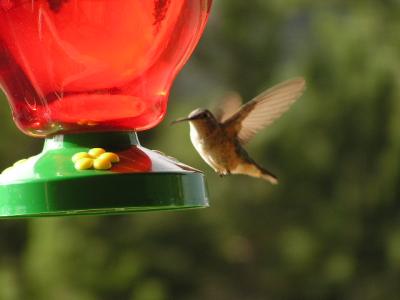 Hummingbird p35  Estes Park CO.JPG