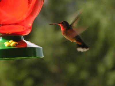 Hummingbird p36  Estes Park CO.JPG