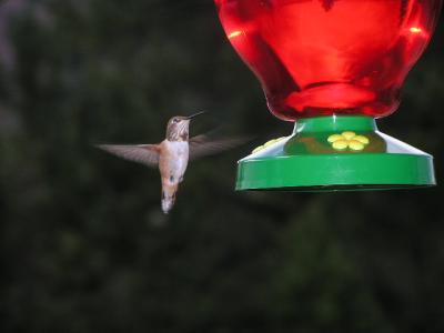 v3/77/498077/3/49021264.Hummingbirdp39EstesParkCO.jpg